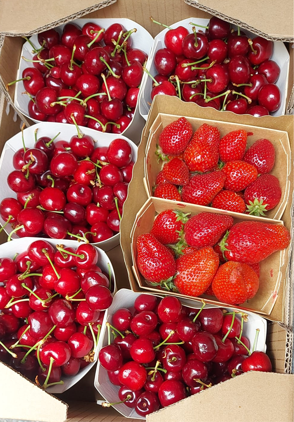 Dénoyauteur Cerises 7 Trous Rapide | Presse-dénoyauteur à cerises 7 trous - Cuisine Facile 